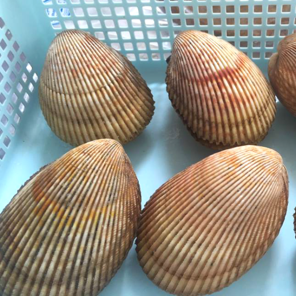 Sò Dương (3-8 con/kg)